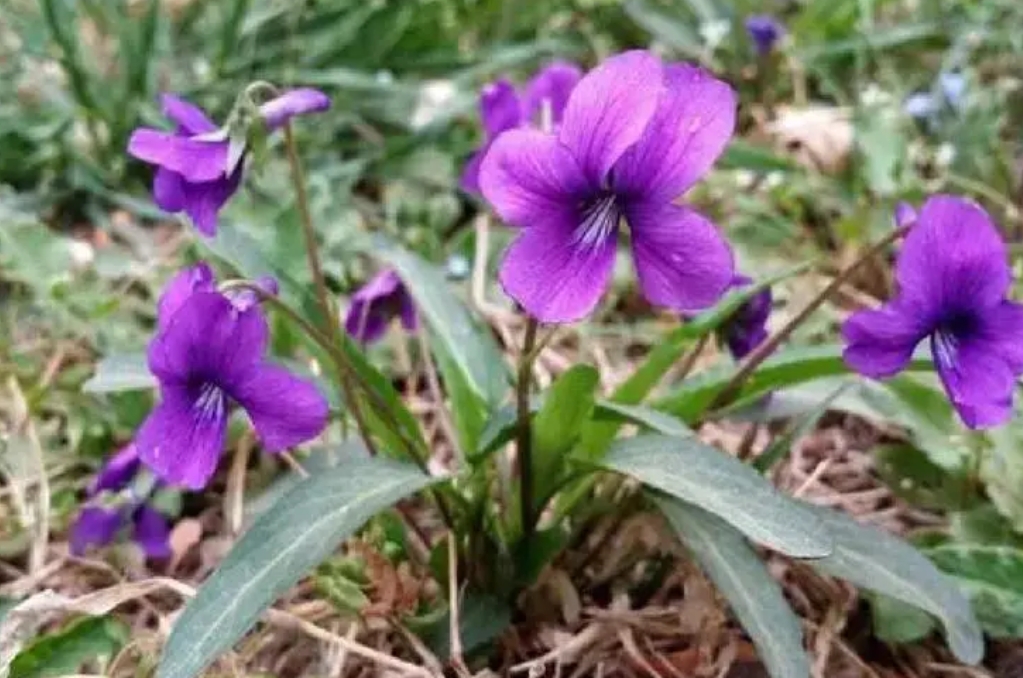<b>紫花地丁是蒲公英嗎？形似神非的兩種植物花卉</b>