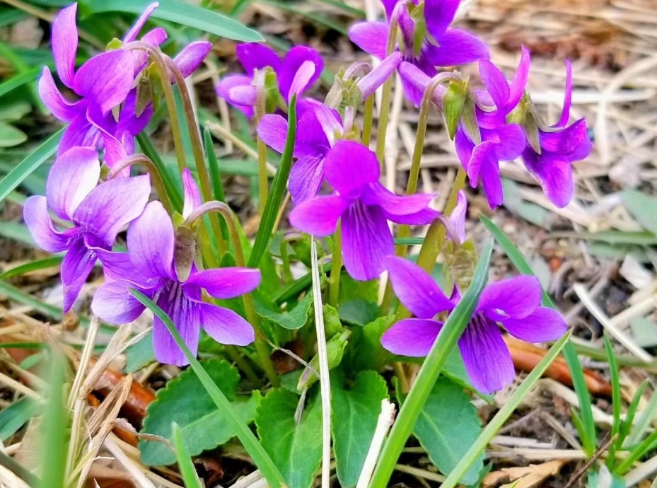 紫花地丁是蒲公英嗎?形似神非的兩種植物花卉