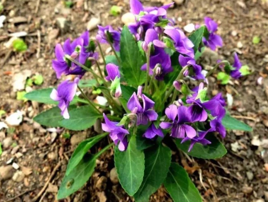 紫花地丁是蒲公英嗎?形似神非的兩種植物花卉