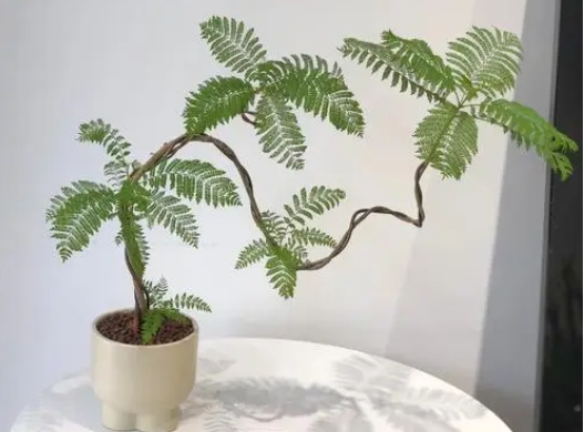 <b>藍花楹盆景怎麼養護和管理？專家級指南讓家中四季如春</b>
