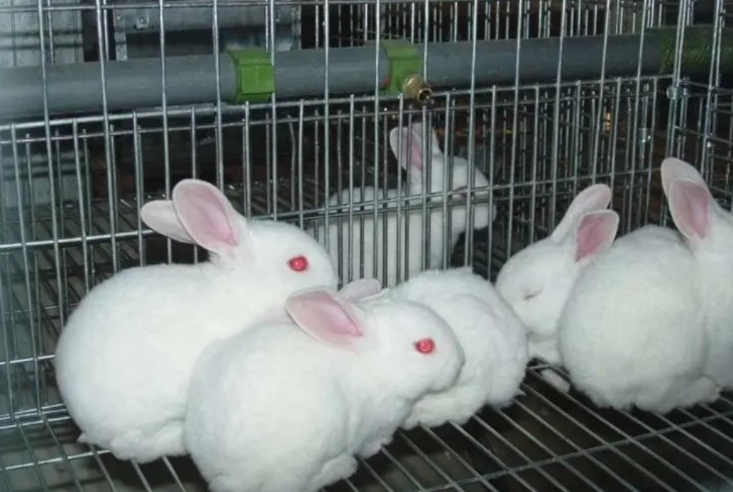 <b>兔子養殖繁殖率低怎麼辦？養殖戶必看高效兔子繁殖秘訣</b>