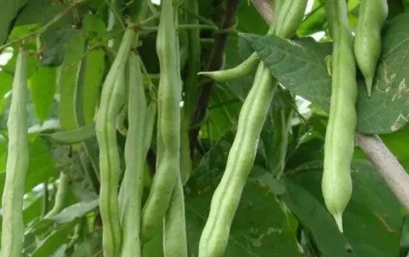 <b>芸豆是什麼豆？探索芸豆綠色寶石的種植產地。</b>