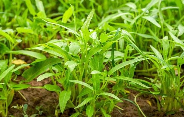 <b>專家指導空心菜大棚種植技術與管理方法，產量翻倍還美味！</b>