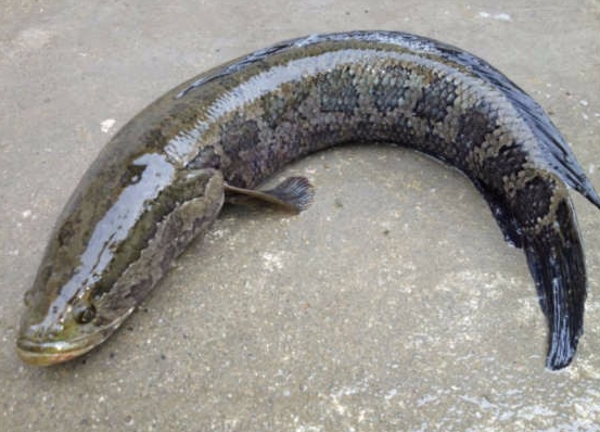 <b>黑魚是什麼魚？黑魚並不“髒”，安享美食樂趣。</b>