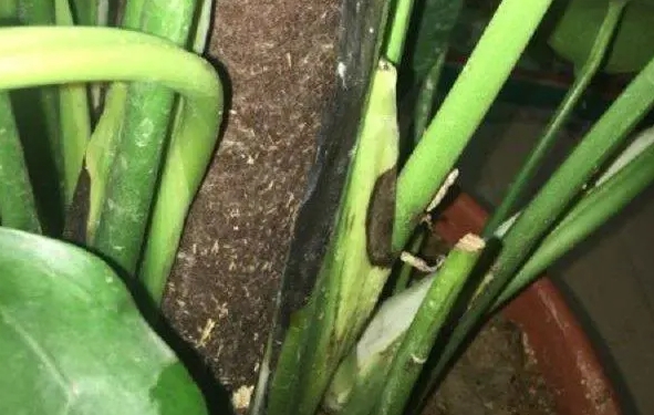 龜背竹爛根了如何處理？拯救龜背竹重生秘籍。