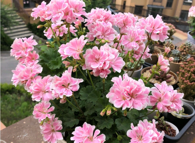 天竺葵夏天怎麼度夏？熾熱夏日告別葉片枯萎