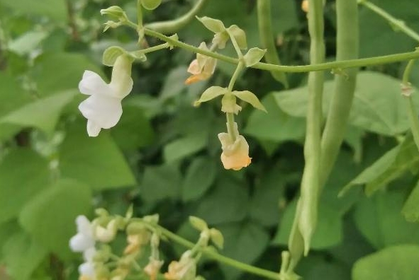 <b>四季豆開花期施什麼肥好？科學施肥高產高質的秘訣。</b>