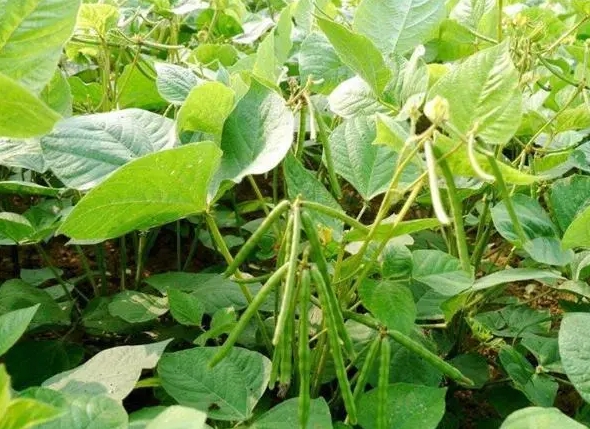 <b>一株綠豆苗能長出多少顆綠豆？從一粒種子到滿枝碩果的奇跡。</b>