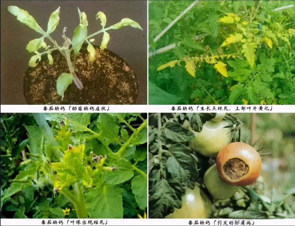 農作物也會缺鈣嗎?症狀識別與精準防治策略技術.