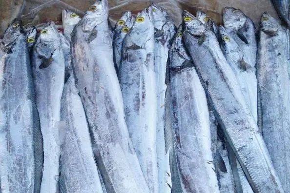 <b>帶魚可以人工養殖嗎？挑戰深海極限的養殖挑戰。</b>