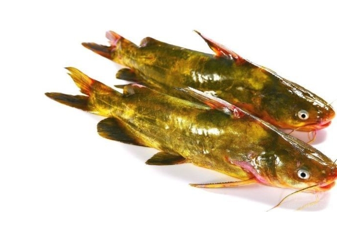<b>黃顙魚[huáng sǎng yú]是海水魚還是淡水魚？淡水中的隱秘王者。</b>