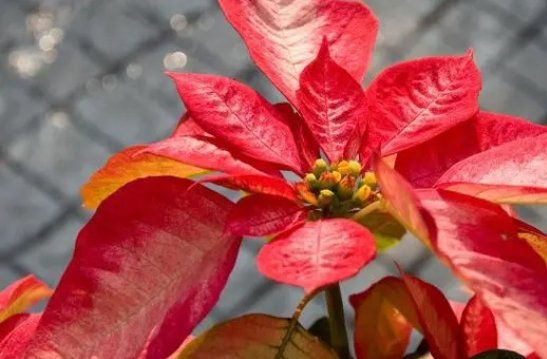 <b>一品紅花生白色會飛小蟲怎麼辦？從源頭解決守護美麗。</b>