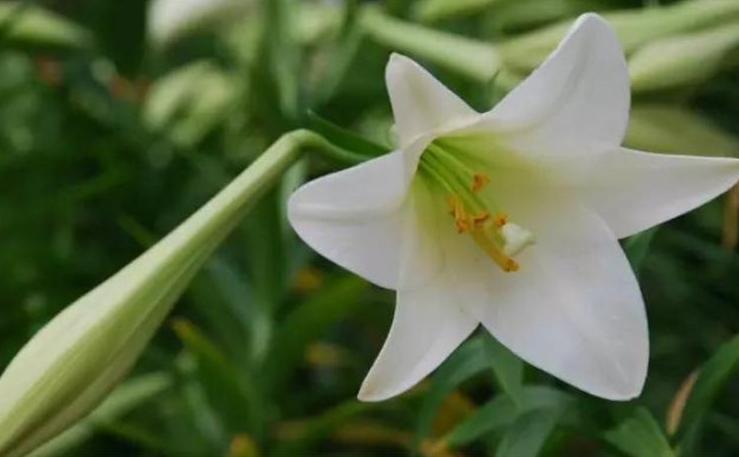 <b>百合花最早出現在哪裏？古老傳說與探索追尋百合起源。</b>