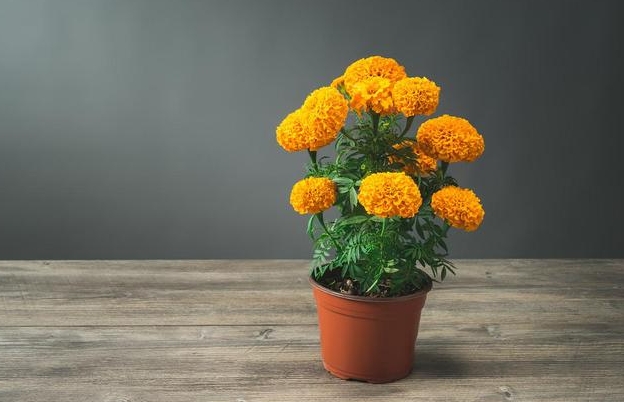 <b>菊花為什麼不能養在家裏？風水與健康原因竟如此多！</b>