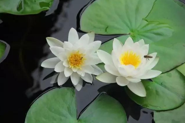 <b>荷花和碗蓮一樣嗎？有些相似卻不同的夏日水中精靈。</b>