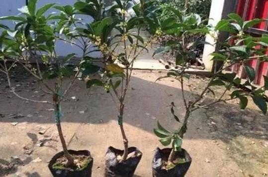 <b>桂花樹喜歡什麼土壤：酸性還是堿性土壤環境？</b>