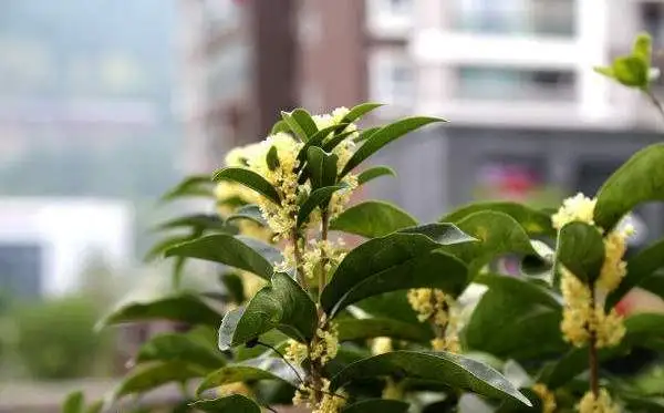 桂花樹喜歡什麼土壤:酸性還是堿性土壤環境?