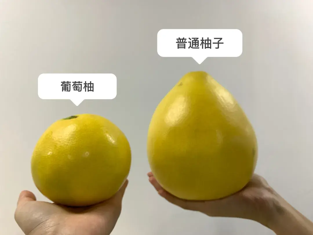 葡萄柚為什麼這麼小?品種與環境的完美融合。