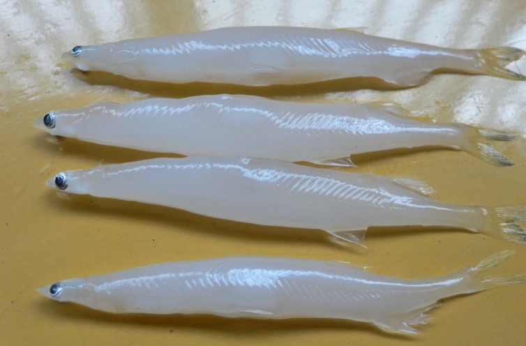<b>銀魚是淡水魚還是海魚？雙重身份淡水海水都能遊？</b>