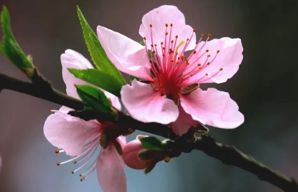 <b>桃花有幾個花瓣？五瓣綻放寓意五福臨門的祝福。</b>