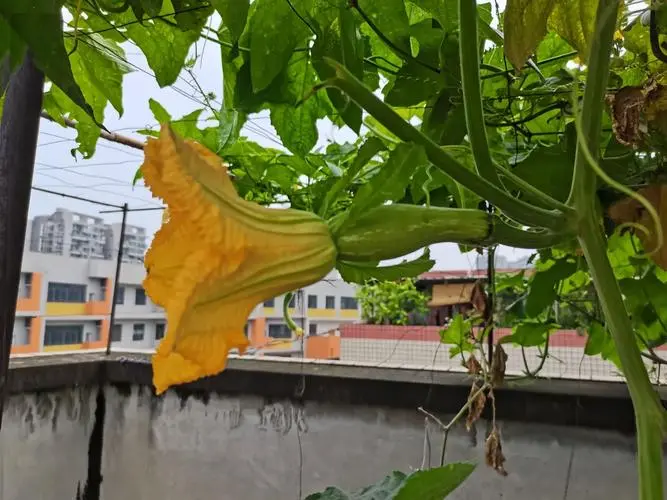 絲瓜不開花不結果的五大元凶,你中招了嗎?