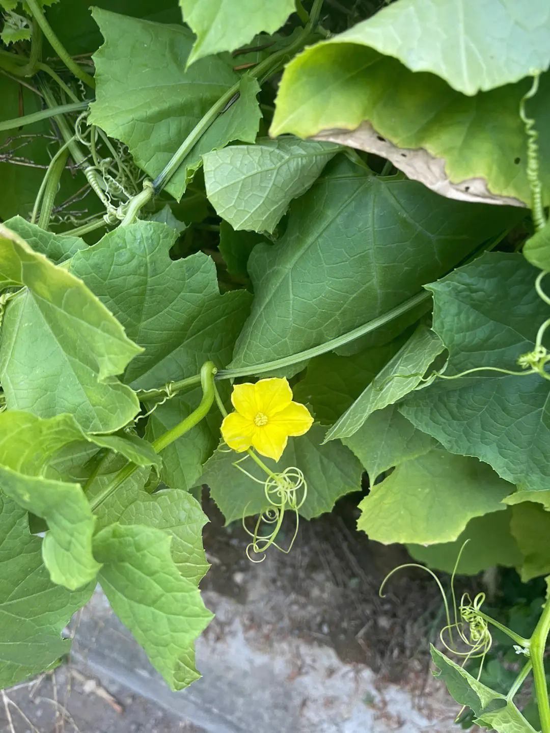 絲瓜不開花不結果的五大元凶,你中招了嗎?