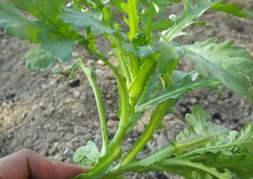 茼蒿是不是草？不僅是菜，更是“草”中瑰寶。