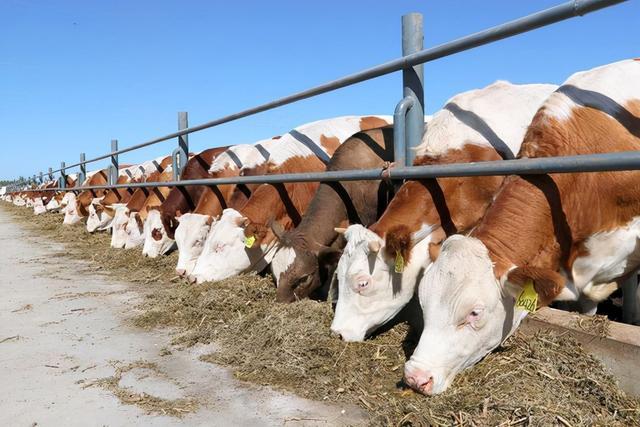 反芻動物人工養殖標杆，場地、飼料與管理的全方位篇章。