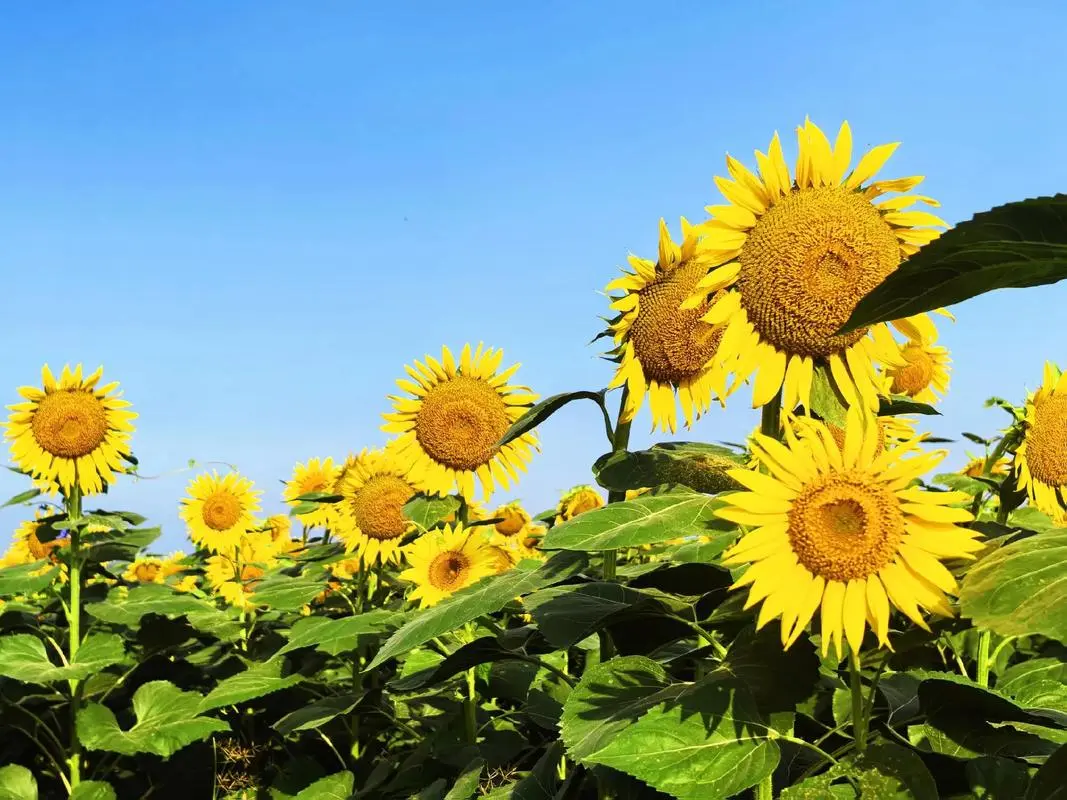 青春如花,花語傳情-那些青春的象征之花