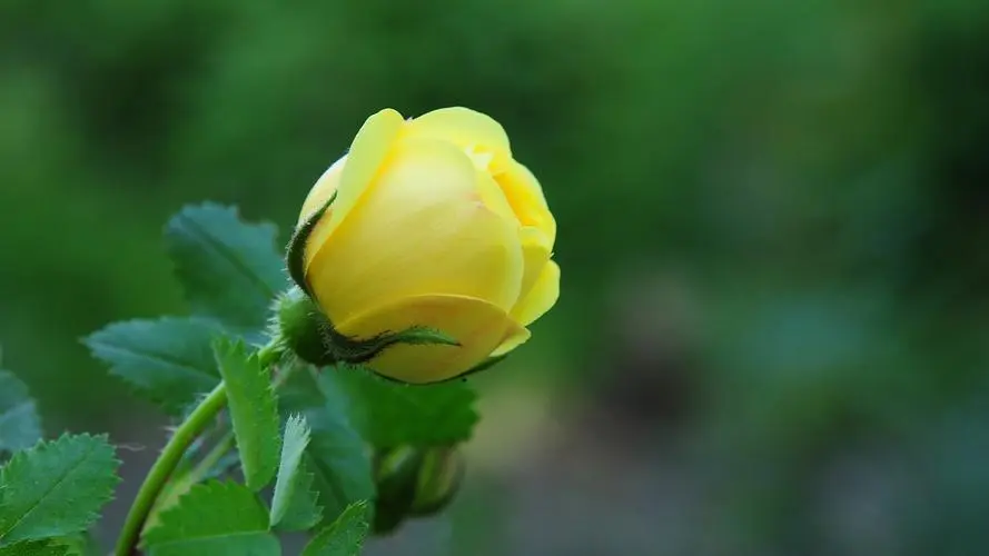 青春如花,花語傳情-那些青春的象征之花