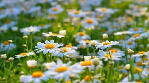 青春如花,花語傳情-那些青春的象征之花