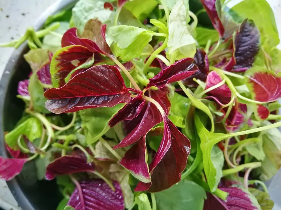 莧菜從紫紅到黯然,為何莧菜炒後失去鮮紅魅力?
