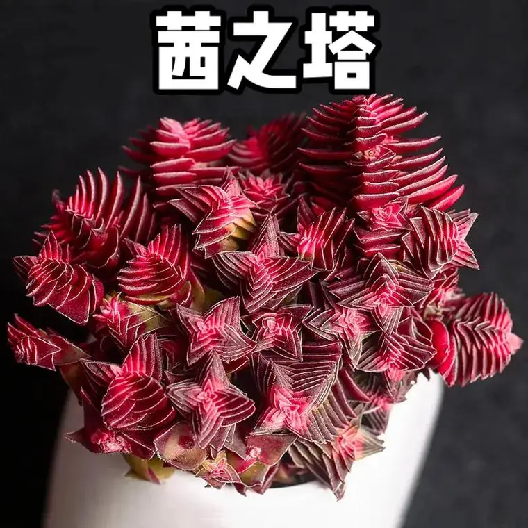 茜之塔多肉徒長側芽?實用解決方案輕鬆應對!