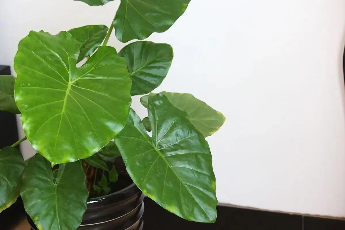 葉子卷曲不開?你的滴水觀音可能在呼救!急救指南速看!