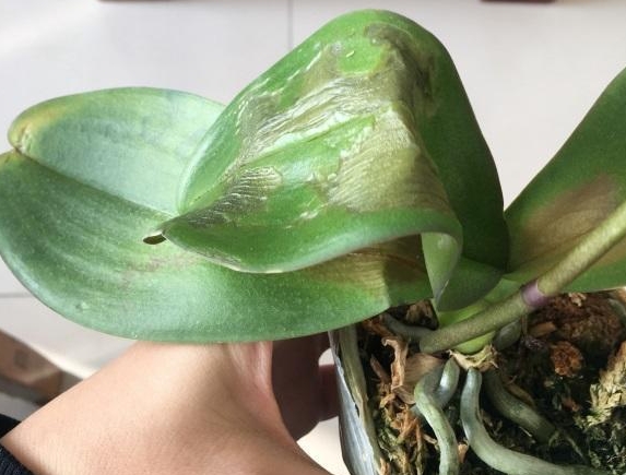 <b>蝴蝶蘭葉子變黃變軟？三招教你輕鬆複活！</b>