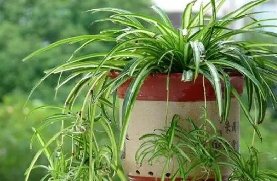 吊蘭：綠植界的‘小強’，好養活到讓人驚歎！