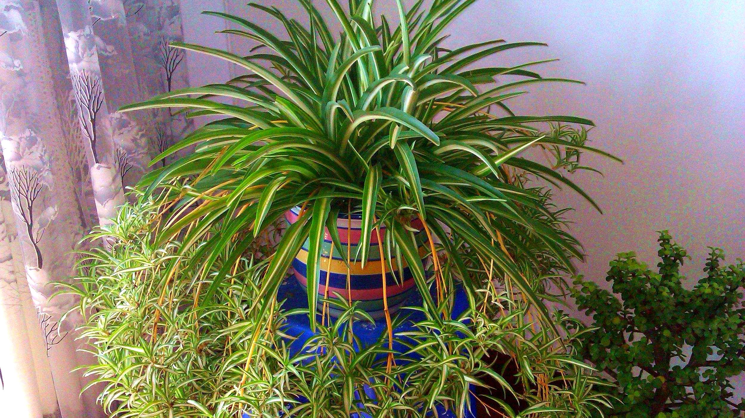 吊蘭：綠植界的‘小強’，好養活到讓人驚歎！