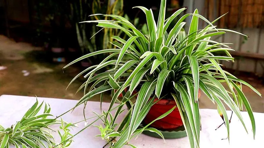 吊蘭：綠植界的‘小強’，好養活到讓人驚歎！