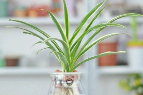 吊蘭：綠植界的‘小強’，好養活到讓人驚歎！