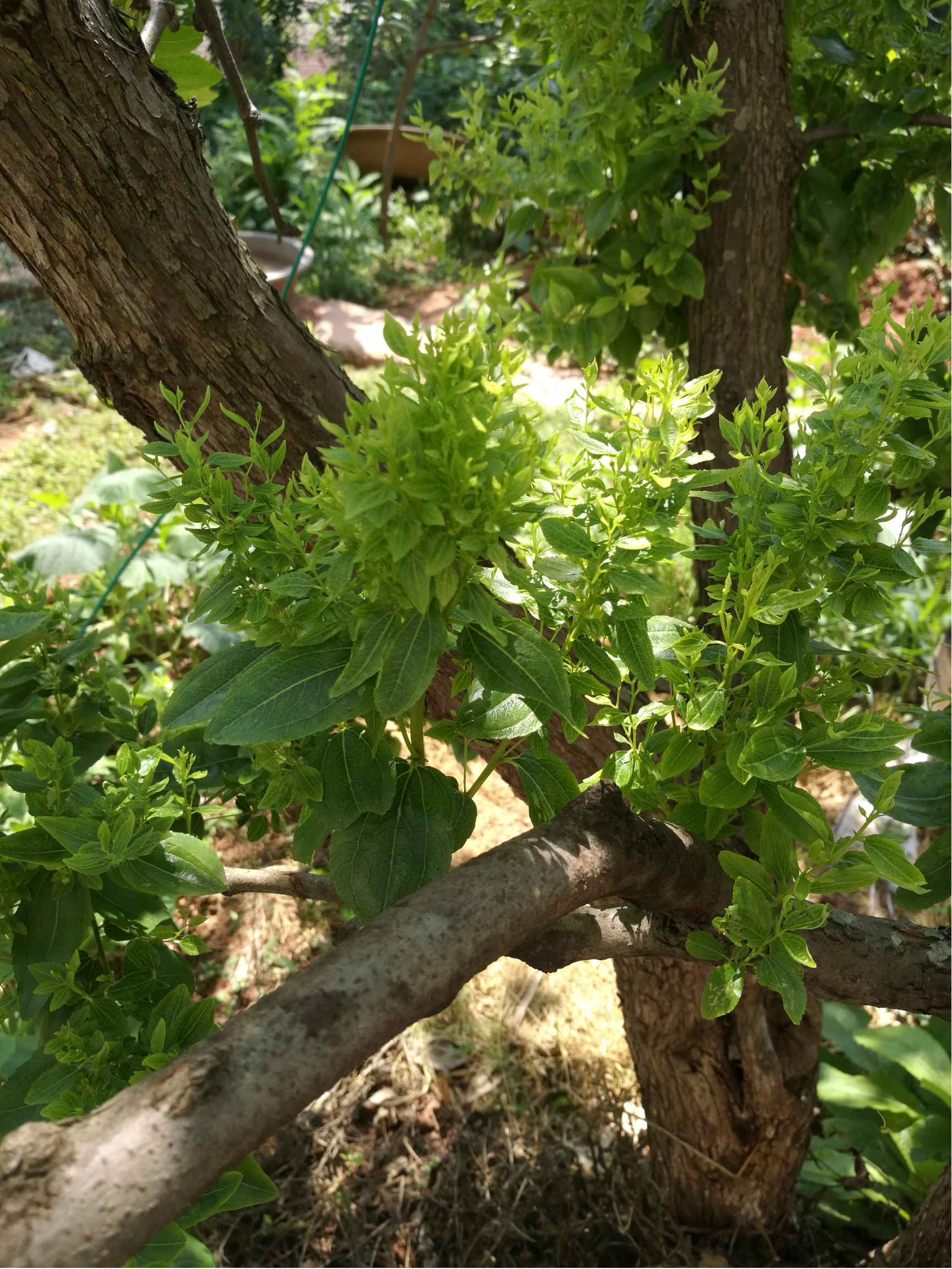 蜜棗樹的葉子瘋長長密密麻麻是什麼原因,警惕葉片異常增生問題。