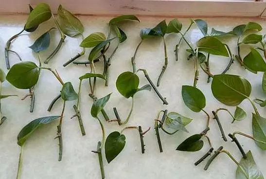 綠蘿能用枝條扡插繁殖嗎?一學就會秘籍
