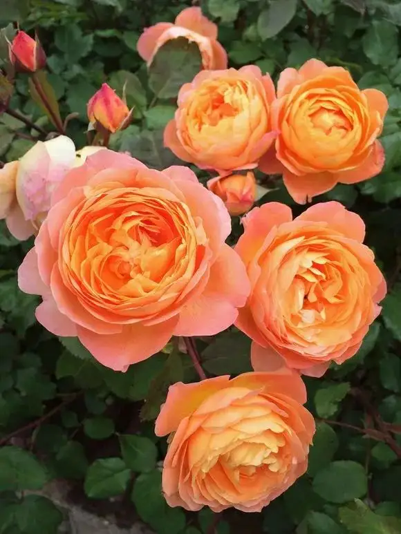 月季花有多少種顏色？領略花中皇後的色彩之美！
