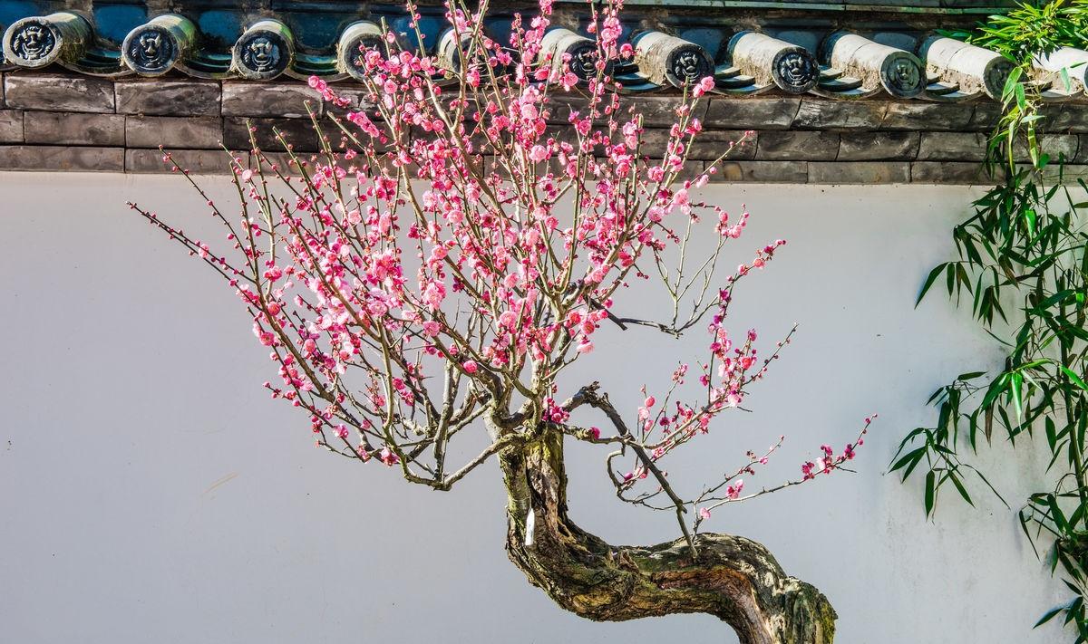 一樹梅花一院香,風水大師教你梅樹種植風水指南
