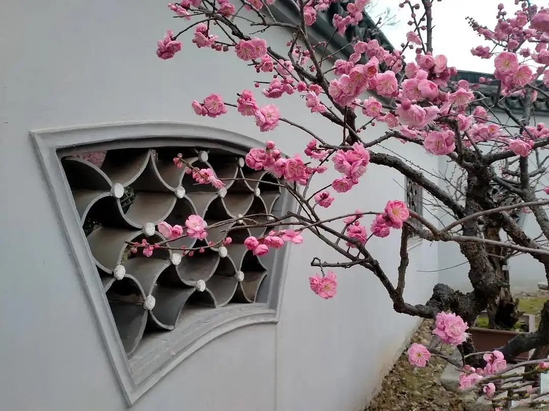 一樹梅花一院香,風水大師教你梅樹種植風水指南