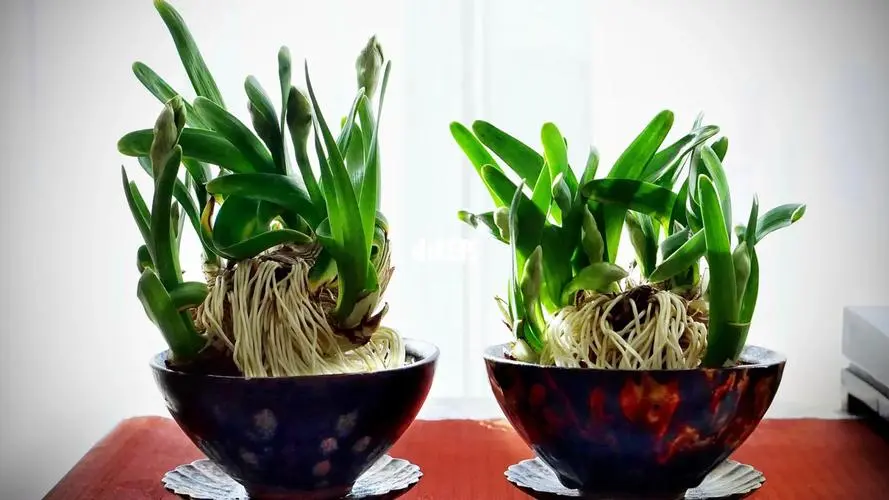水仙花可以養多久?掌握這些養護技巧,讓美麗延續