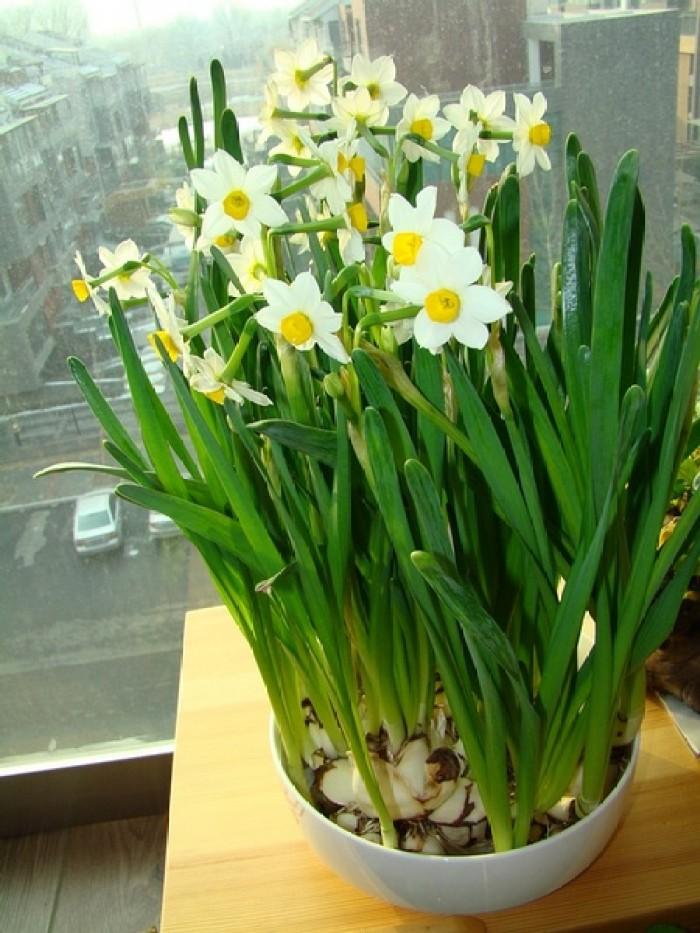 水仙花可以養多久?掌握這些養護技巧,讓美麗延續