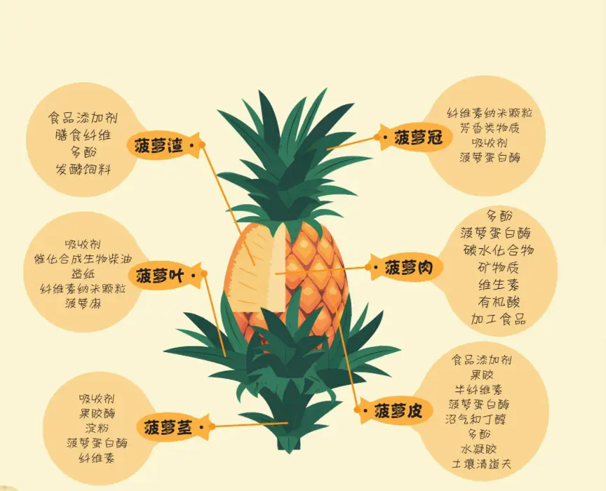 菠蘿的生長過程介紹:一場熱帶風情的華麗演出