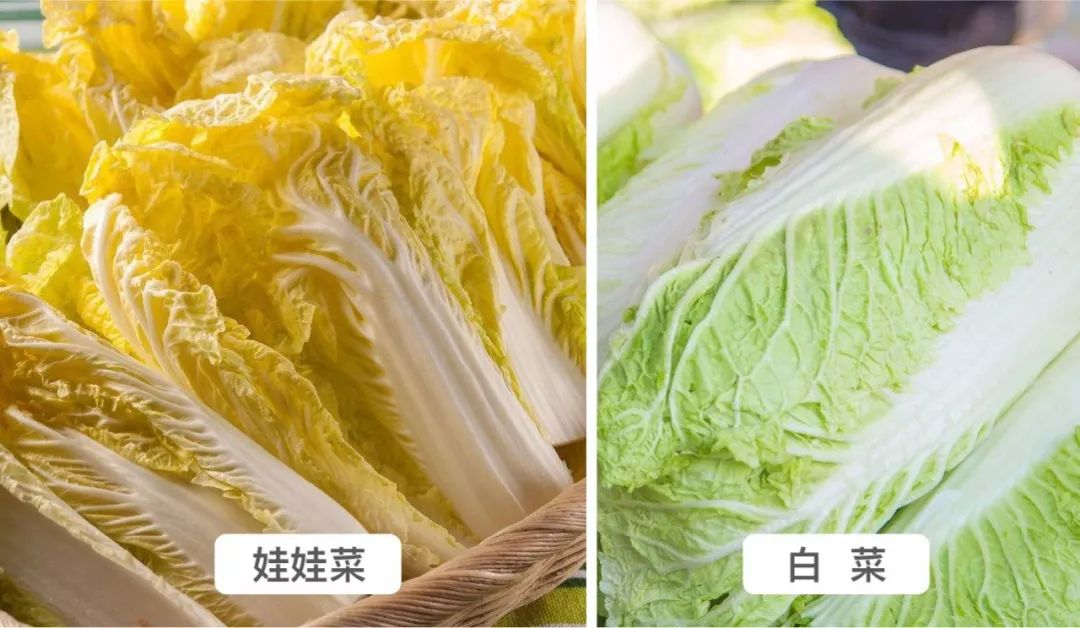 娃娃菜長大了就是大白菜嗎?口感與營養的微妙區別