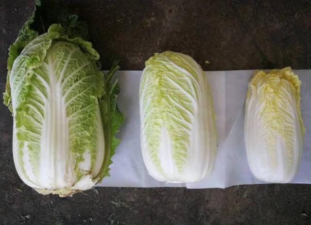 娃娃菜長大了就是大白菜嗎?口感與營養的微妙區別