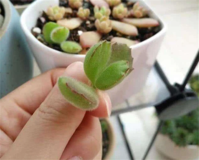 從一片葉到一株,熊童子扡插繁殖步驟